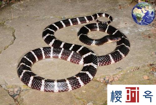 中国最毒的蛇是什么蛇图片，中国最毒的蛇是什么蛇?剧毒眼镜蛇王蛇靠边站