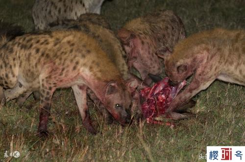 非洲鬣狗咬合力，非洲二哥鬣狗和狮子