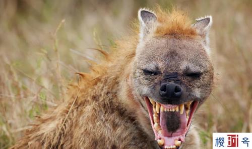 非洲斑鬣狗袭击人类吗，非洲鬣狗凶残