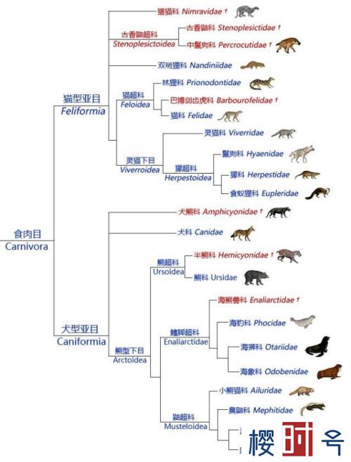 对鬣狗的误解，鬣狗对人类