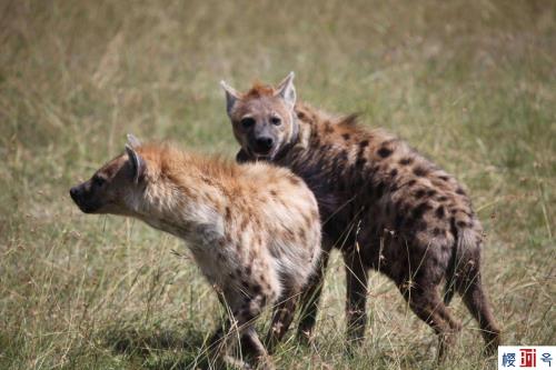 为什么叫鬣狗非洲二哥，斑鬣狗为什么叫非洲二哥